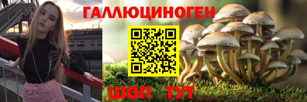 Псилоцибиновые грибы Psilocybine cubensis Гулькевичи